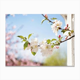 Blossoming Cherry Tree 3 Canvas Print