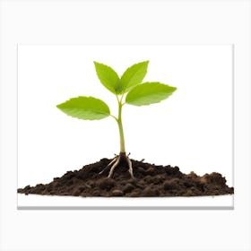 Single Green Plant With Roots Emerging From Soil On White Background Canvas Print