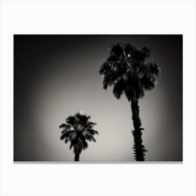 Why Are Palm Trees So Damn Happy Canvas Print