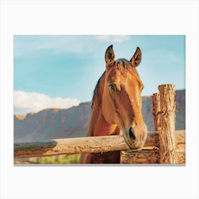 Desert Horse Canvas Print