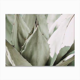 Succulent Cactus Canvas Print