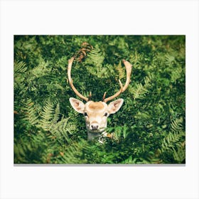 Deer Among Green Fern Canvas Print