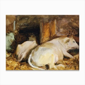 Three Oxen Canvas Print