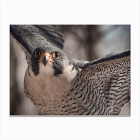 Coopers Hawk Wings Canvas Print