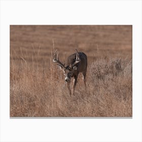 Deer Moving Through Grass Canvas Print