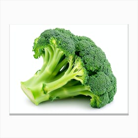 Broccoli On White Background Canvas Print