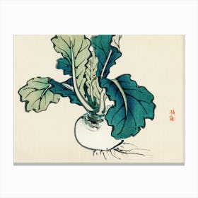 Turnip Canvas Print