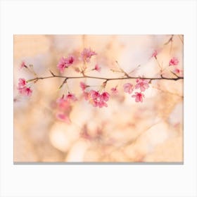 Pink Cherry Blossoms Canvas Print