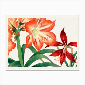 Amaryllis Canvas Print