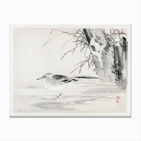 Spotted Sandpiper, Kōno Bairei Canvas Print