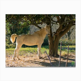 White Horse Standing Under A Tree 20220101 75ppub Canvas Print