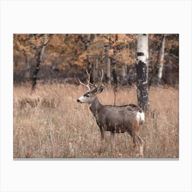 Autumn Mule Deer Canvas Print