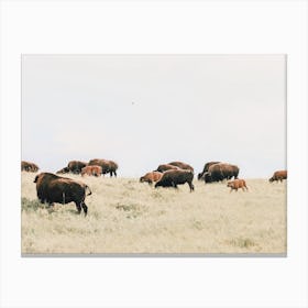 Bison Herd In Wyoming Canvas Print
