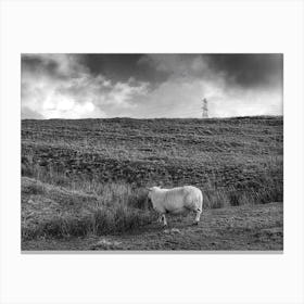 Sheep in Wales Canvas Print