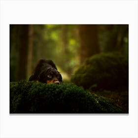 Cocker Spaniel Head Down In The Forest- Scotland Highland UK dog photo print - moody animal photography Canvas Print