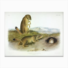 Prairie Dogs, John James Audubon Canvas Print