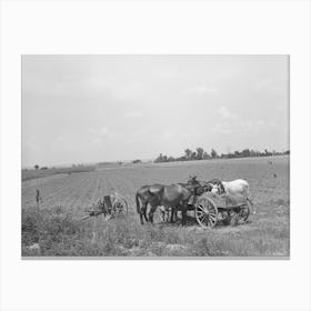 Mules Eating Hay During Lunch Hour On Tenant Farmer S Place Near Warner, Oklahoma By Russell Lee Canvas Print