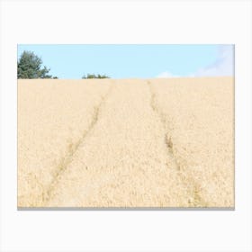 Barley field, Fife 11626 Canvas Print