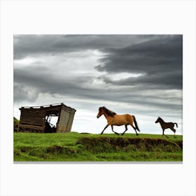 Iceland horses Canvas Print