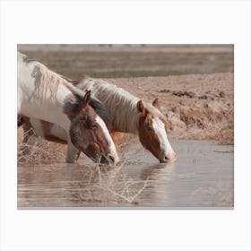 Horses Drinking Canvas Print