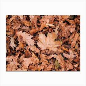 Leaves On Forest Floor Canvas Print