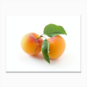 Apricots On White Background Canvas Print