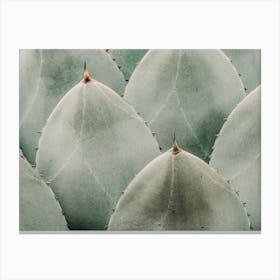 Agave Tequila Plant Canvas Print