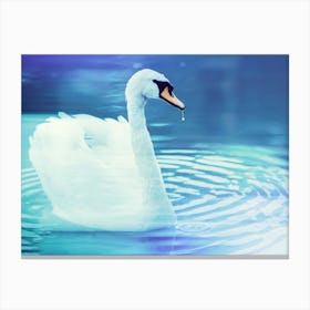 Swan In Water 3 Canvas Print