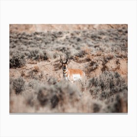 Antelope In Sagebrush Canvas Print