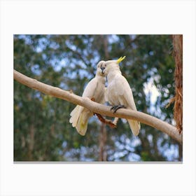 Cockatoos In A Tree Canvas Print