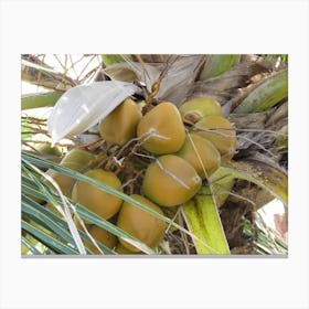 Coconuts On A Tree Maldives Tropical Canvas Print