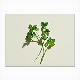 Parsley Stock Videos & Royalty-Free Footage Canvas Print