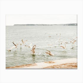 Seagulls Flying Over Beach Canvas Print