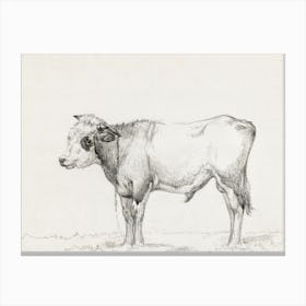 Standing Young Bull, Jean Bernard Canvas Print