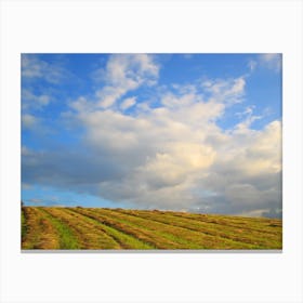 Field after hay harvest Canvas Print