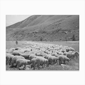 Untitled Photo, Possibly Related To Driving Fat Lambs To Cimarron, Colorado, For Shipping To Denver, Colorado By Canvas Print