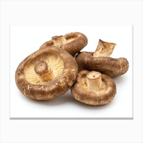 Mushrooms On A White Background Canvas Print