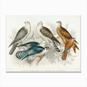 Gyr Falcon, Goshawk, Kite Or Glead, Peregrine Falcon, And Kestril (Female), Oliver Goldsmith Canvas Print