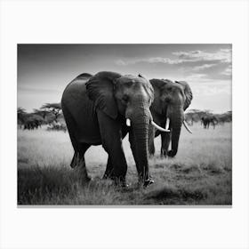 Black And White Elephants Canvas Print