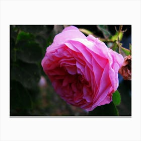 Pink Rose Canvas Print