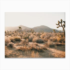 Warm Joshua Tree Desert Canvas Print