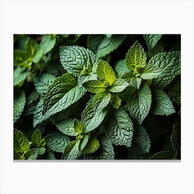 Close Up Of Mint Leaves 1 Canvas Print