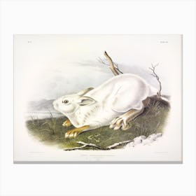 Northern Hare, Winter, John James Audubon Canvas Print
