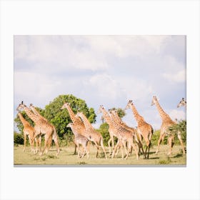 Kenya Giraffes Canvas Print