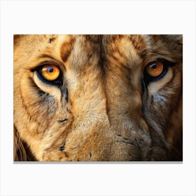 African Lion Eyes Realism Painting4 Canvas Print
