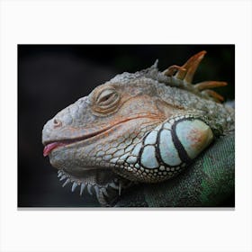 Cheeky Iguana Canvas Print