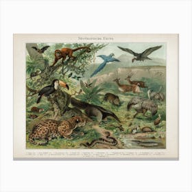 Vintage Meyers 3 Neotropische Fauna Canvas Print