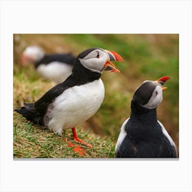 Puffins In Iceland Toile