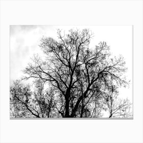 Silhouette Of Bare Tree Black And White Canvas Print