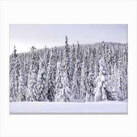 Snowy trees in Sjusjøen, Norway 1 Canvas Print